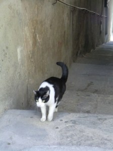gatto cortona1